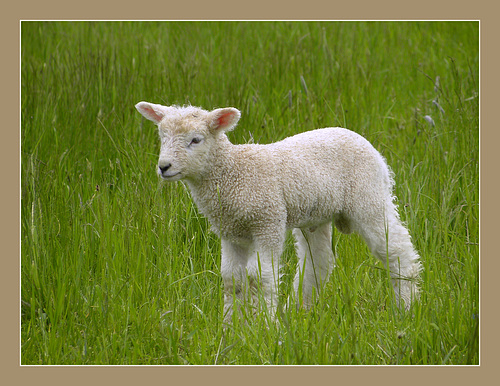 Moravian Wallachia (Czech: Valašsko) 1
