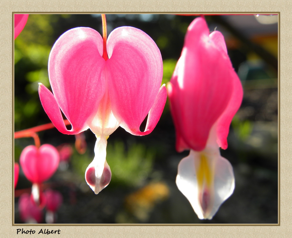 DSCN0761 ruzovy kvet_resize