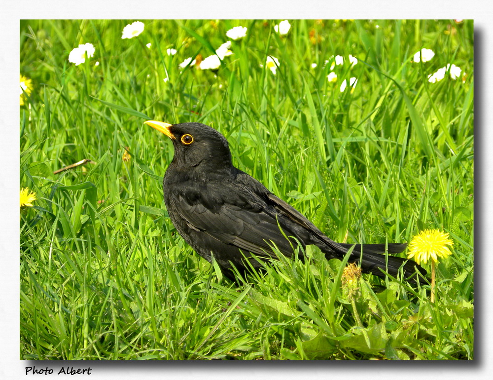 DSCN0546 cerny ptak_resize