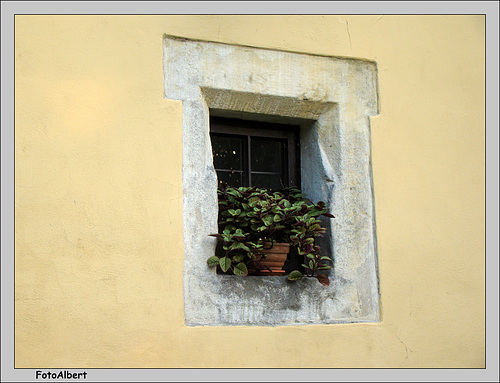 window-5
