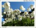 DSCN0793 bile kvetiny Tesany May 2011_resize