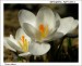 DSCN9234 bily kvet april 2011_resize